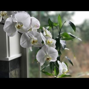 Meet your Posher, Olga